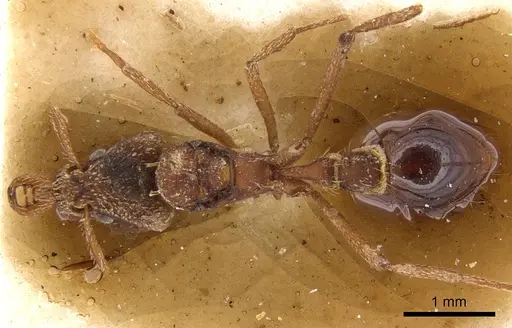 Strumigenys godmani specimen CASENT0900425 image casent0900425_1