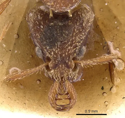 Strumigenys godmani specimen CASENT0900425 image casent0900425_2
