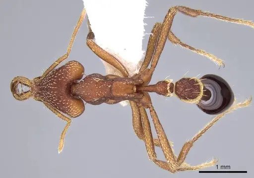 Strumigenys godmani specimen CASENT0914738 image casent0914738_1