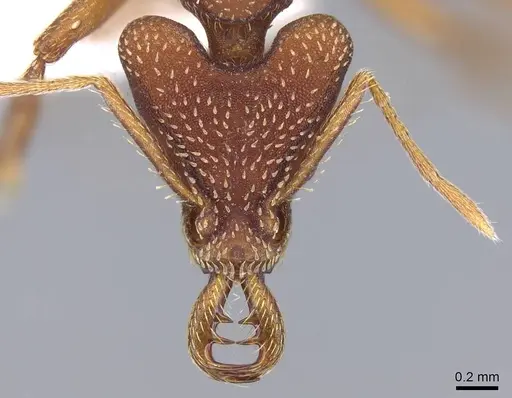 Strumigenys godmani specimen CASENT0914738 image casent0914738_2