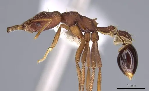 Strumigenys godmani specimen CASENT0914738 image casent0914738_3