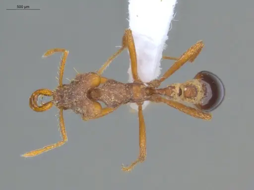 Strumigenys godmani specimen ECOFOG-TR17-0111-02 image ecofog-tr17-0111-02_1