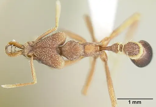 Strumigenys godmani specimen INBIOCRI001283960 image inbiocri001283960_1