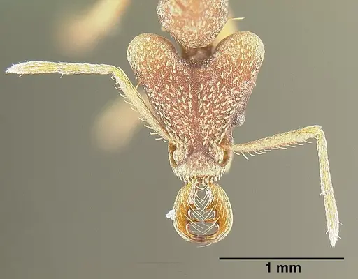 Strumigenys godmani specimen INBIOCRI001283960 image inbiocri001283960_2