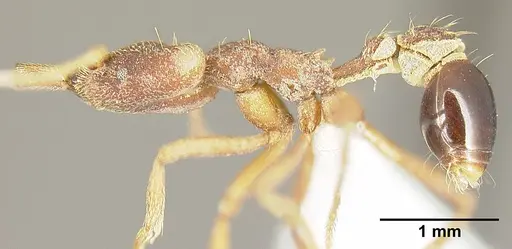 Strumigenys godmani specimen INBIOCRI001283960 image inbiocri001283960_3