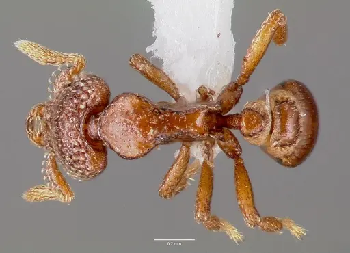 Strumigenys gorgon specimen CASENT0003241 image casent0003241_1