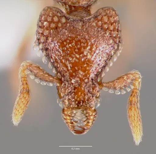 Strumigenys gorgon specimen CASENT0003241 image casent0003241_2