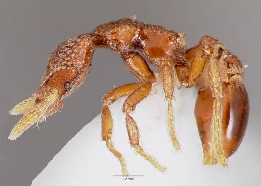 Strumigenys gorgon specimen CASENT0003241 image casent0003241_3