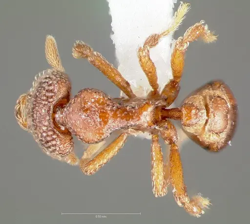 Strumigenys gorgon specimen CASENT0005549 image casent0005549_1