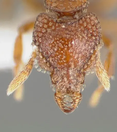 Strumigenys gorgon specimen CASENT0005549 image casent0005549_2