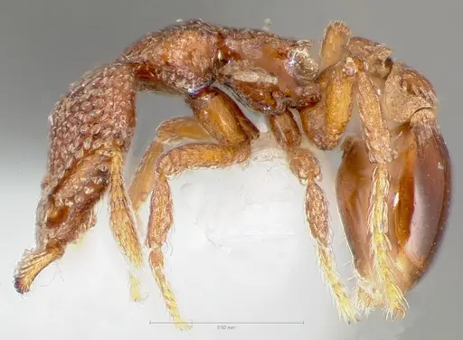 Strumigenys gorgon specimen CASENT0005549 image casent0005549_3