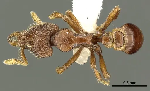 Strumigenys gorgon specimen CASENT0900692 image casent0900692_1