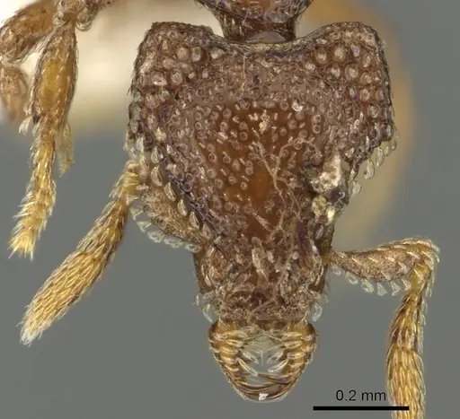 Strumigenys gorgon specimen CASENT0900692 image casent0900692_2
