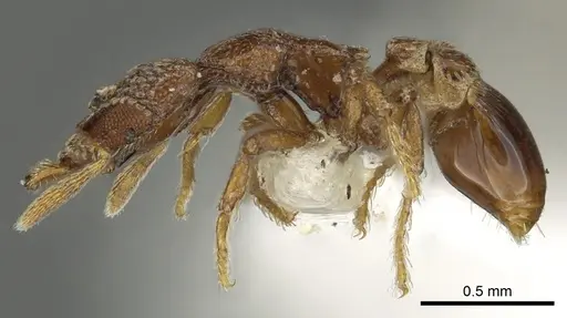 Strumigenys gorgon specimen CASENT0900692 image casent0900692_3