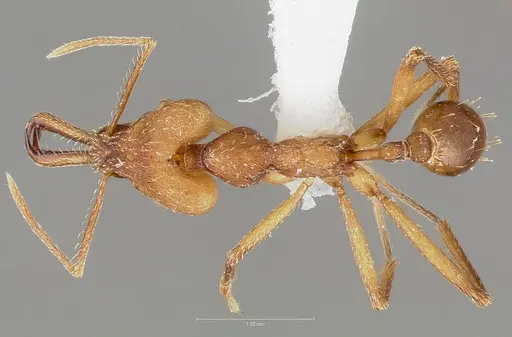 Strumigenys grandidieri specimen CASENT0005896 image casent0005896_1
