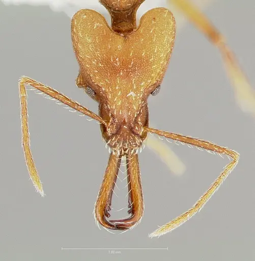 Strumigenys grandidieri specimen CASENT0005896 image casent0005896_2