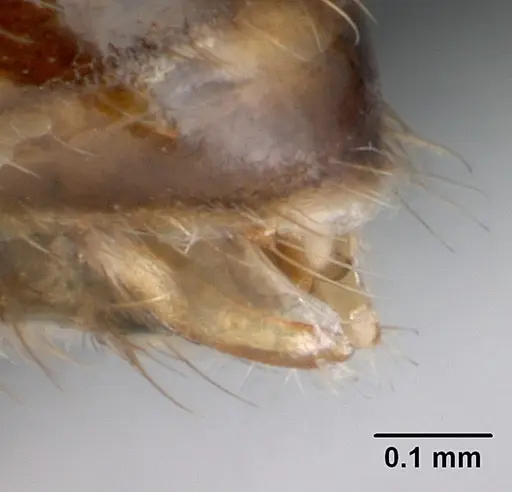 Strumigenys grandidieri specimen CASENT0068010 image casent0068010_1