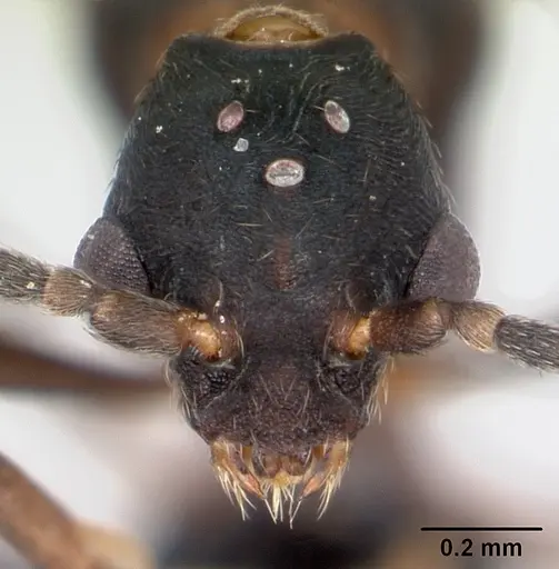Strumigenys grandidieri specimen CASENT0068010 image casent0068010_2