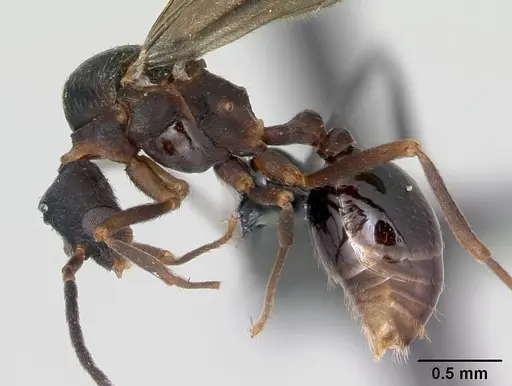 Strumigenys grandidieri specimen CASENT0068010 image casent0068010_3