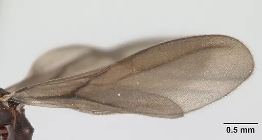 Strumigenys grandidieri specimen CASENT0068010 image casent0068010_4