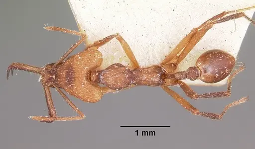 Strumigenys grandidieri specimen CASENT0101253 image casent0101253_1