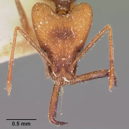 Strumigenys grandidieri specimen CASENT0101253 image casent0101253_2