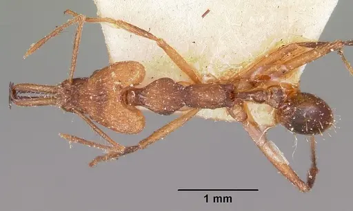 Strumigenys grandidieri specimen CASENT0101254 image casent0101254_1