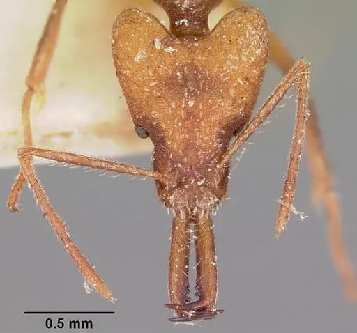 Strumigenys grandidieri specimen CASENT0101254 image casent0101254_2