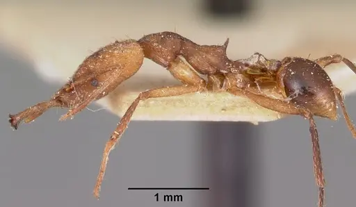 Strumigenys grandidieri specimen CASENT0101254 image casent0101254_3