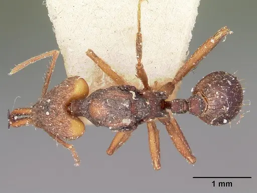Strumigenys grandidieri specimen CASENT0101563 image casent0101563_1