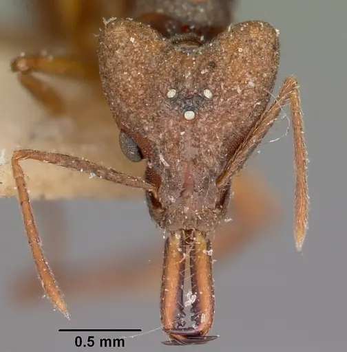 Strumigenys grandidieri specimen CASENT0101563 image casent0101563_2