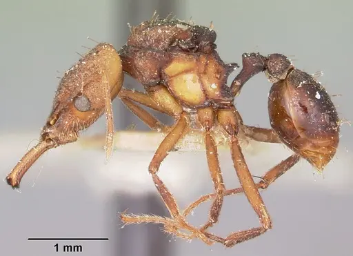 Strumigenys grandidieri specimen CASENT0101563 image casent0101563_3