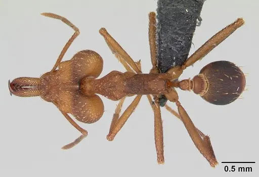 Strumigenys grandidieri specimen CASENT0173613 image casent0173613_1