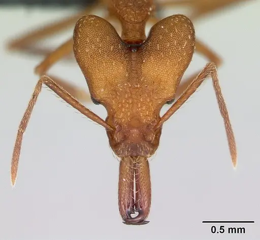 Strumigenys grandidieri specimen CASENT0173613 image casent0173613_2