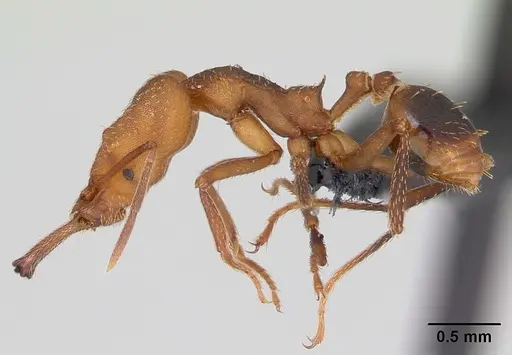 Strumigenys grandidieri specimen CASENT0173613 image casent0173613_3