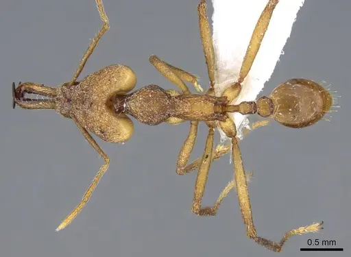 Strumigenys grandidieri specimen CASENT0914765 image casent0914765_1