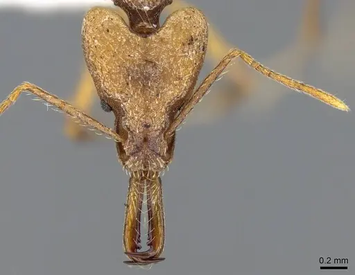 Strumigenys grandidieri specimen CASENT0914765 image casent0914765_2