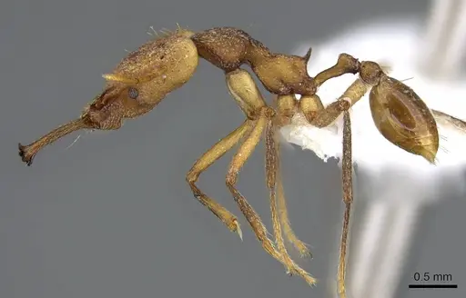 Strumigenys grandidieri specimen CASENT0914765 image casent0914765_3