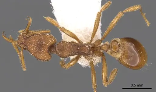 Strumigenys gryphon specimen CASENT0900904 image casent0900904_1