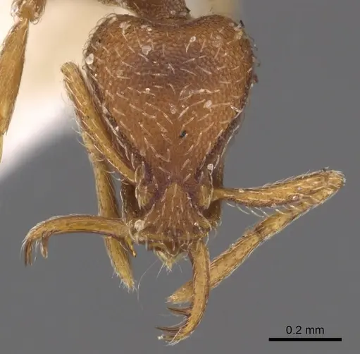 Strumigenys gryphon specimen CASENT0900904 image casent0900904_2