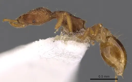 Strumigenys gryphon specimen CASENT0900904 image casent0900904_3