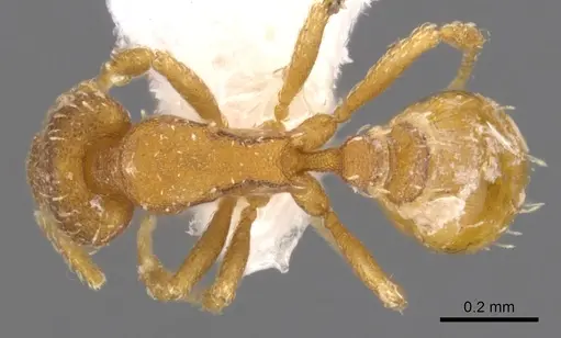 Strumigenys grytava specimen CASENT0900214 image casent0900214_1