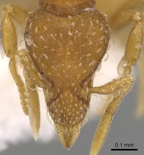 Strumigenys grytava specimen CASENT0900214 image casent0900214_2