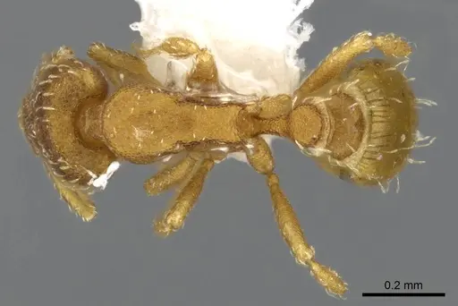 Strumigenys grytava specimen CASENT0914591 image casent0914591_1