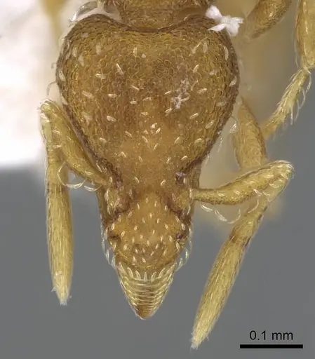Strumigenys grytava specimen CASENT0914591 image casent0914591_2