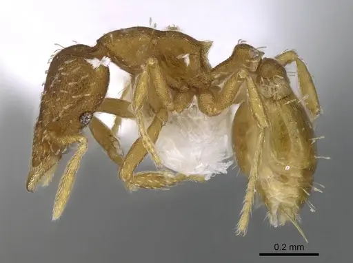 Strumigenys grytava specimen CASENT0914591 image casent0914591_3