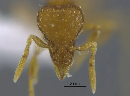 Strumigenys grytava specimen CBUMAGENT41687 image cbumagent41687_2