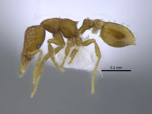 Strumigenys grytava specimen CBUMAGENT41687 image cbumagent41687_3