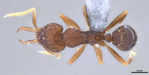 Strumigenys gundlachi specimen ANTWEB1053268 image antweb1053268_1