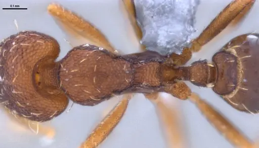 Strumigenys gundlachi specimen ANTWEB1053268 image antweb1053268_2